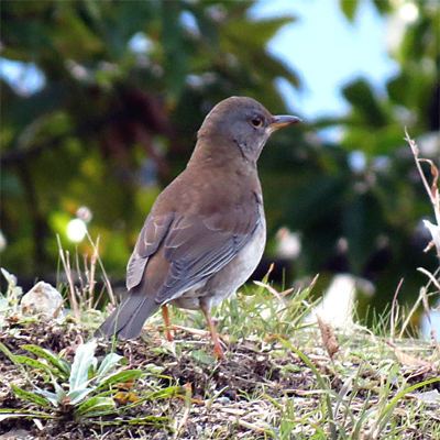 �V���n��