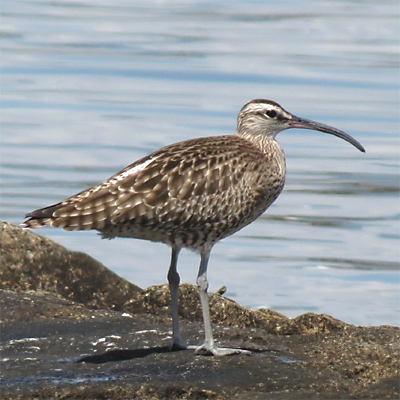 �`���E�V���N�V�M