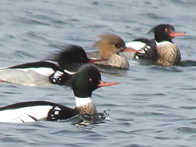 �E�~�A�C�T