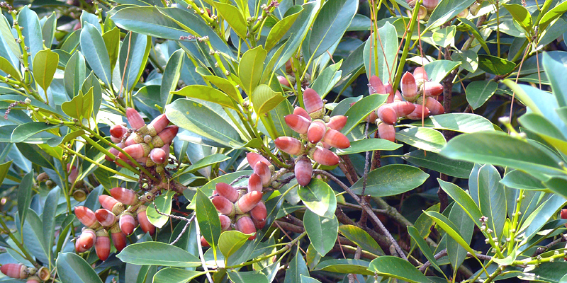 �}�e�o�V�C�̂ǂ񂮂�