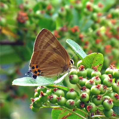 �g���t�V�W�~