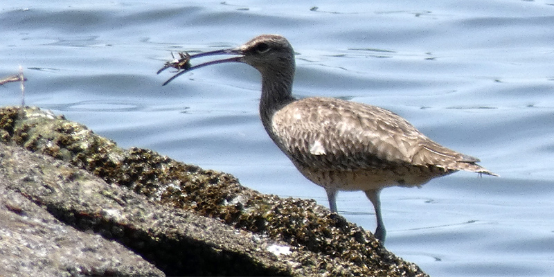 �`���E�V���N�V�M