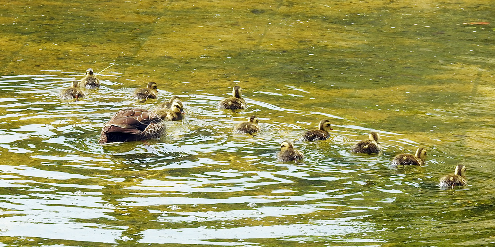 �J���K���e�q