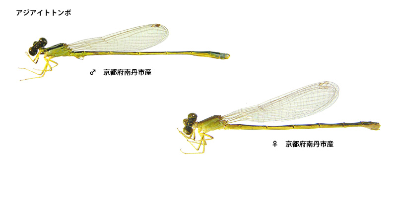 �A�W�A�C�g�g���{