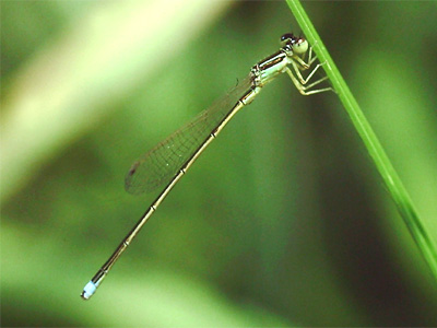 �A�W�A�C�g�g���{��