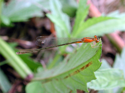 �A�W�A�C�g�g���{��