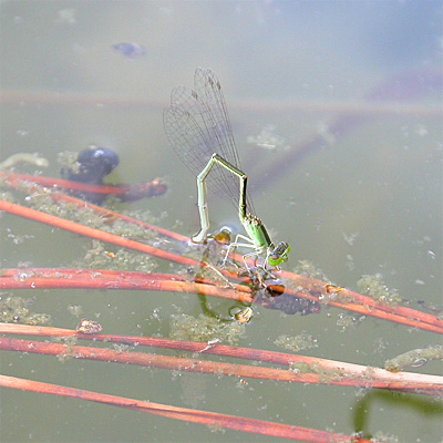 �A�W�A�C�g�g���{