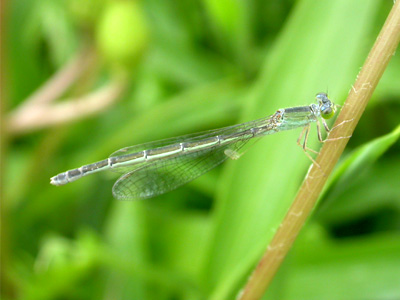 �A�W�A�C�g�g���{��