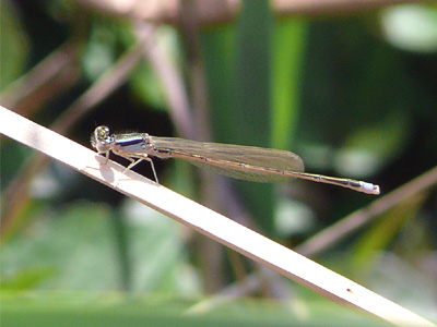 �A�W�A�C�g�g���{��