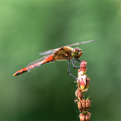 �A�L�A�J�l��