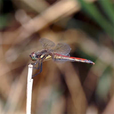 �A�L�A�J�l��