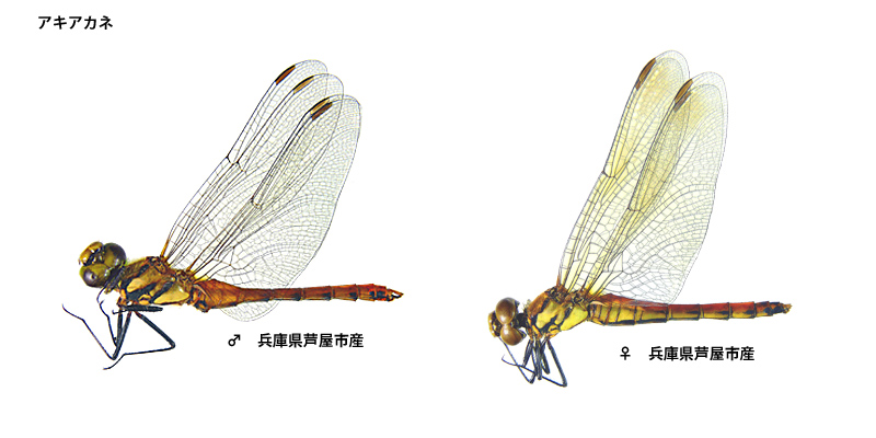 �A�L�A�J�l