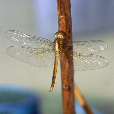 �A���C���g���{