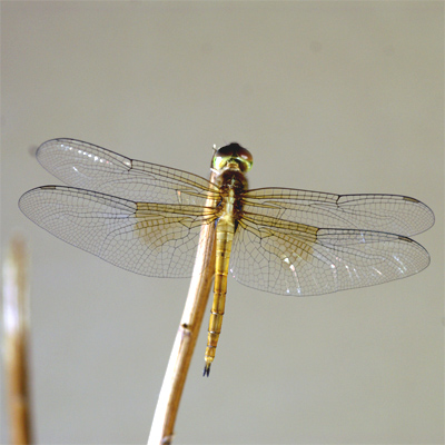 �A���C���g���{