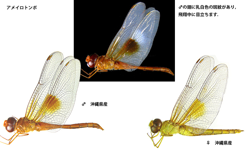 �A���C���g���{