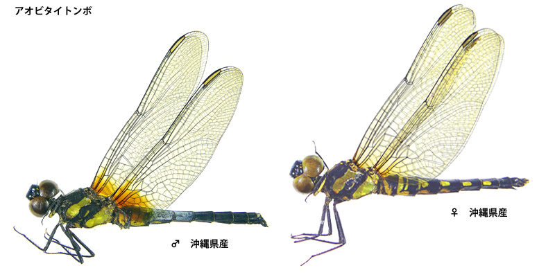 �A�I�r�^�C�g���{