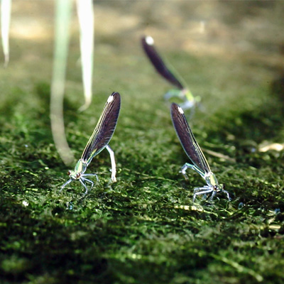 �A�I�n�_�g���{