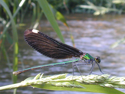 �A�I�n�_�g���{��