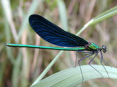 �A�I�n�_�g���{��