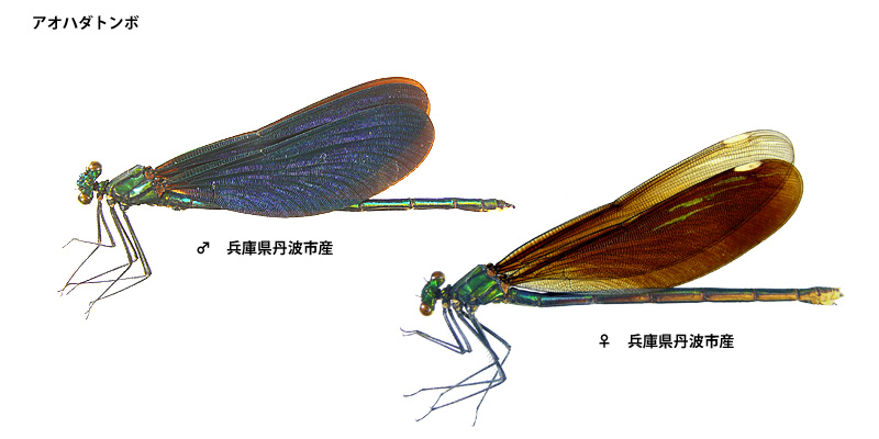 �A�I�n�_�g���{