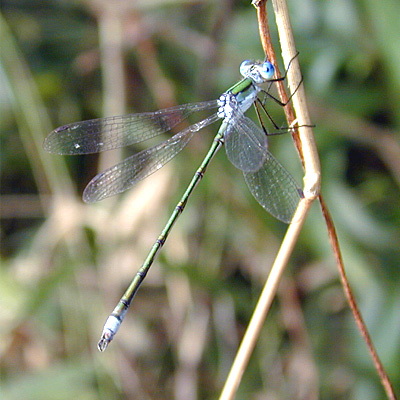 �A�I�C�g�g���{��