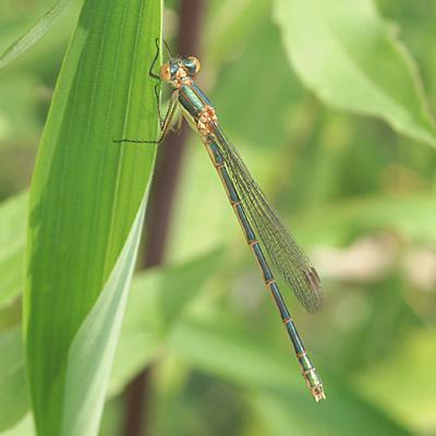 �A�I�C�g�g���{��