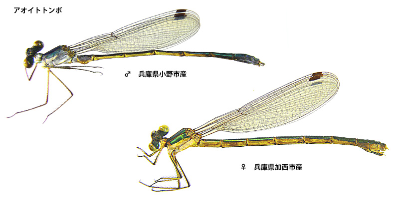 �A�I�C�g�g���{