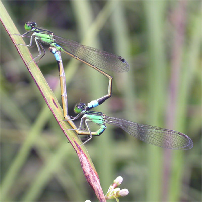 �A�I�����C�g�g���{