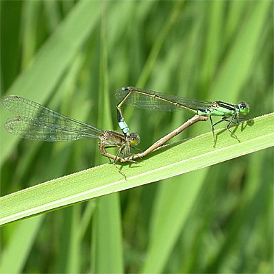 �A�I�����C�g�g���{