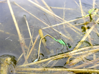 �A�I�����C�g�g���{