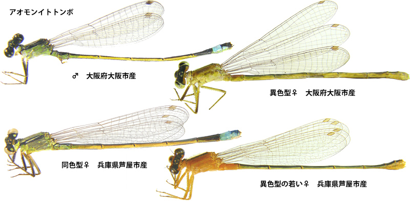 �A�I�����C�g�g���{