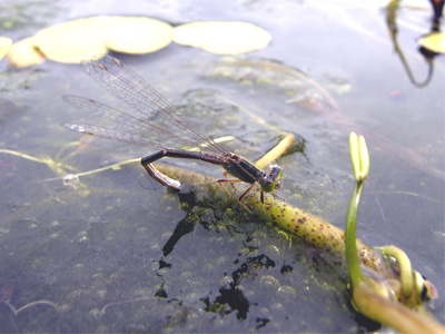 �A�I�����C�g�g���{