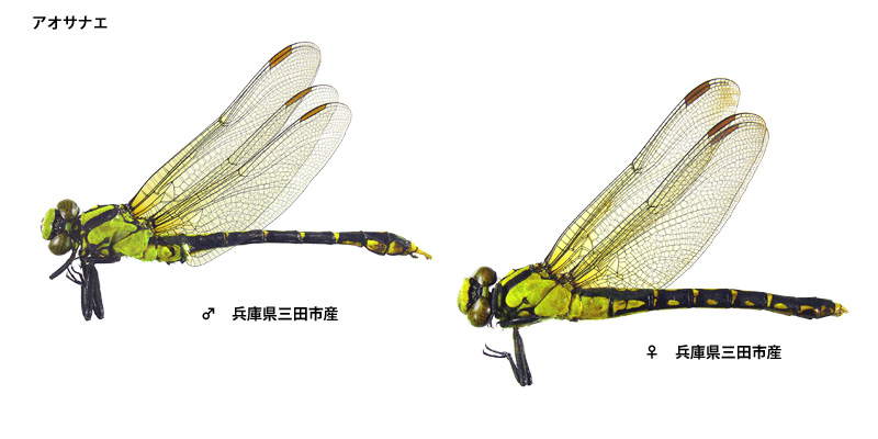 �A�I�T�i�G