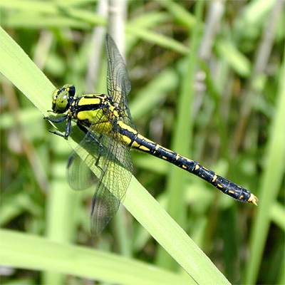 �A�I�T�i�G��