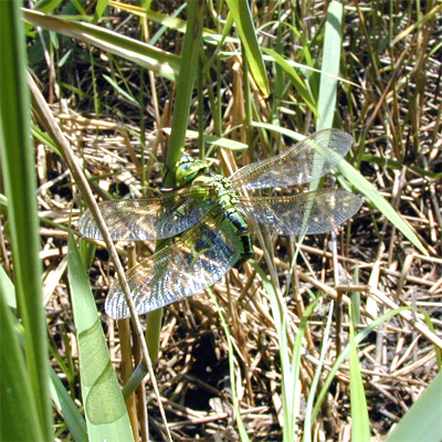 �A�I�����}��