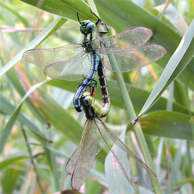 �A�I�����}