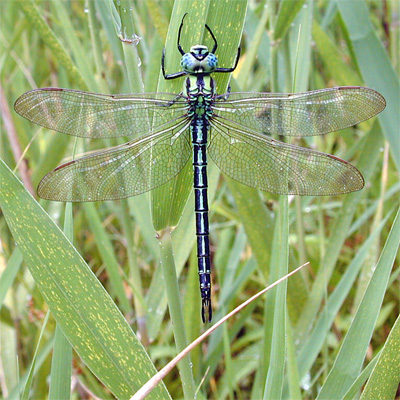 �A�I�����}��