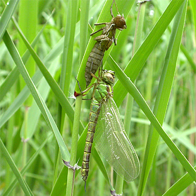 �A�I�����}