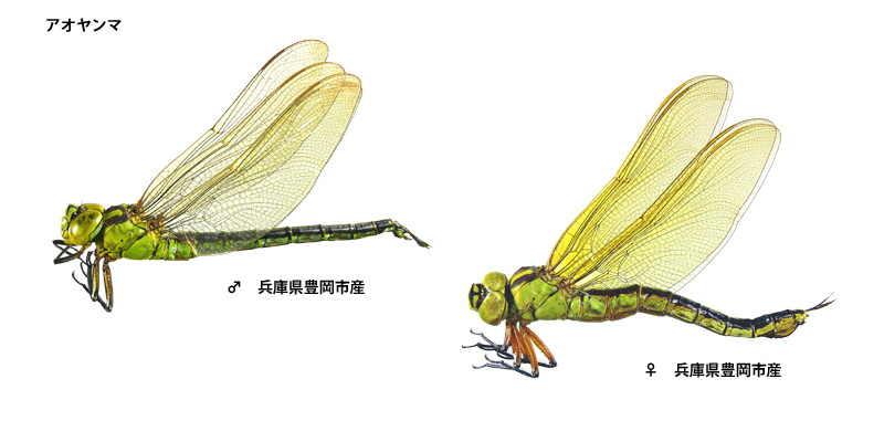 �A�I�����}