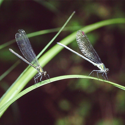 �A�T�q�i�J���g���{