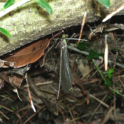 �A�T�q�i�J���g���{