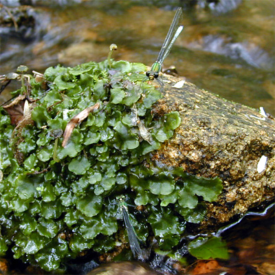 �A�T�q�i�J���g���{