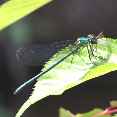 �A�T�q�i�J���g���{��