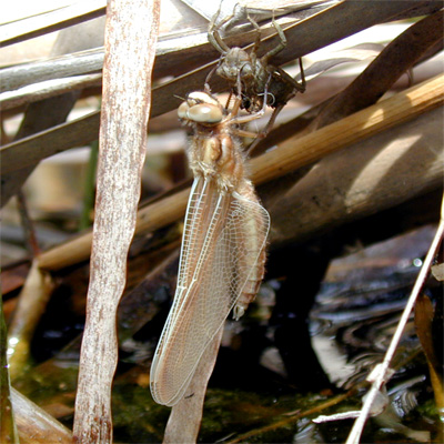 �x�b�R�E�g���{