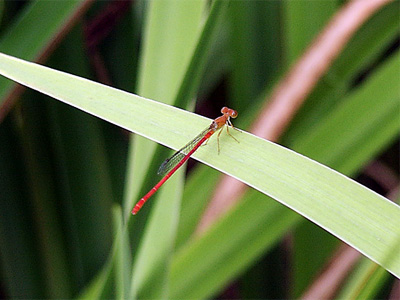 �x�j�C�g�g���{��