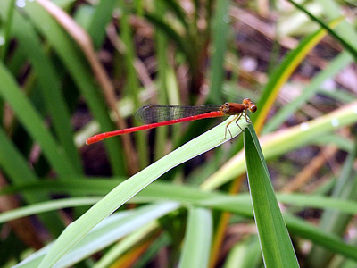 �x�j�C�g�g���{��