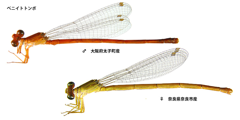 �x�j�C�g�g���{