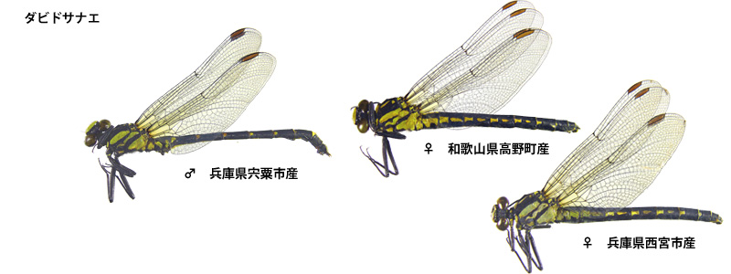 �_�r�h�T�i�G