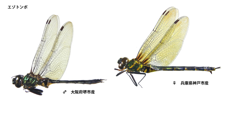 �G�]�g���{