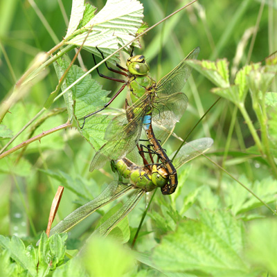 �M�������}